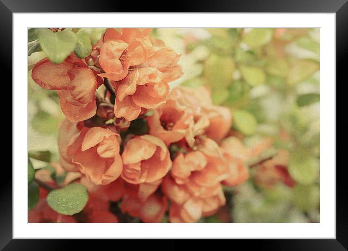  Faded Japonica Framed Mounted Print by Iona Newton