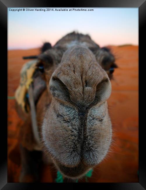  Be more Camel  Framed Print by Oliver Harding