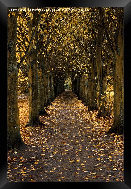 Autumn Avenue Framed Print by Rob Perrett