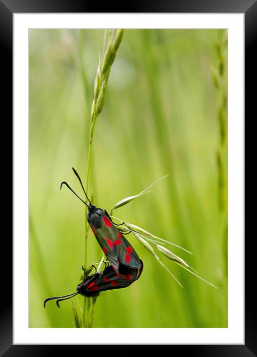 Sun Bathing Burnet Moths Framed Mounted Print by Rob Perrett