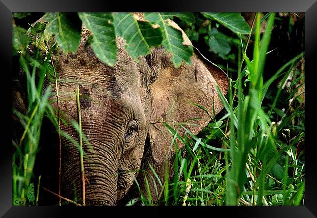 Malaysian Pygmy Elephant Framed Print by Mattie Devreaux Chamberlain