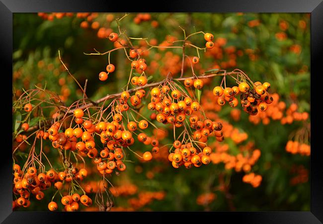 Summer berries Framed Print by Nadeesha Jayamanne