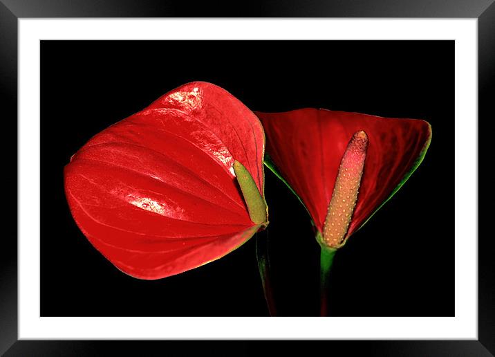 Anthurium.. Framed Mounted Print by Nadeesha Jayamanne