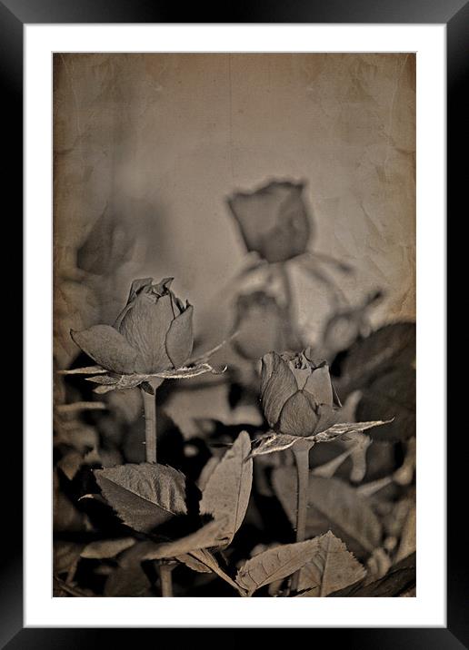 More roses.... Framed Mounted Print by Nadeesha Jayamanne