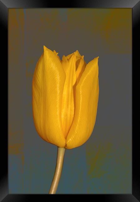 Yellow Tulip Framed Print by Nadeesha Jayamanne