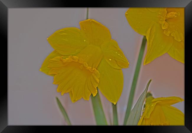 Daffodil Framed Print by Nadeesha Jayamanne