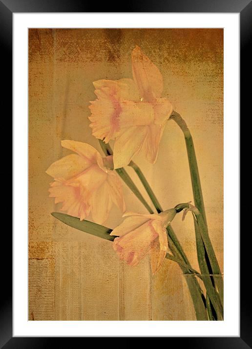 Daffodil 2 Framed Mounted Print by Nadeesha Jayamanne