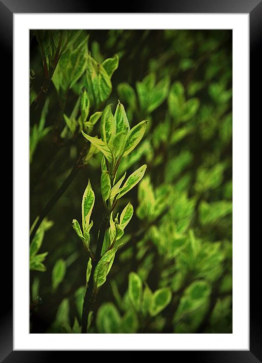 Fresh leaves.. Framed Mounted Print by Nadeesha Jayamanne