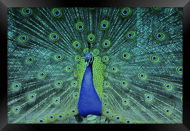 Dancing Peacock!! Framed Print by Nadeesha Jayamanne