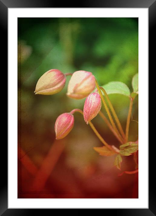 Pink flowers!!! Framed Mounted Print by Nadeesha Jayamanne