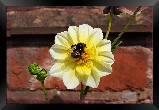 Flower and a bee!! Framed Print by Nadeesha Jayamanne