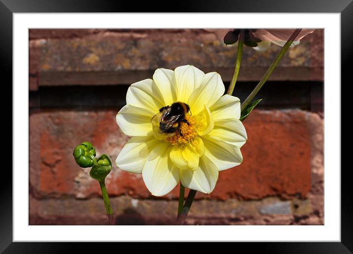 Flower and a bee!! Framed Mounted Print by Nadeesha Jayamanne