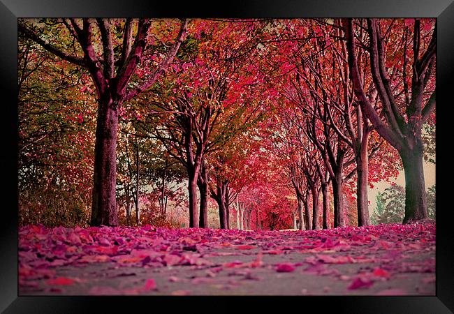 Autumn beauty.. Framed Print by Nadeesha Jayamanne