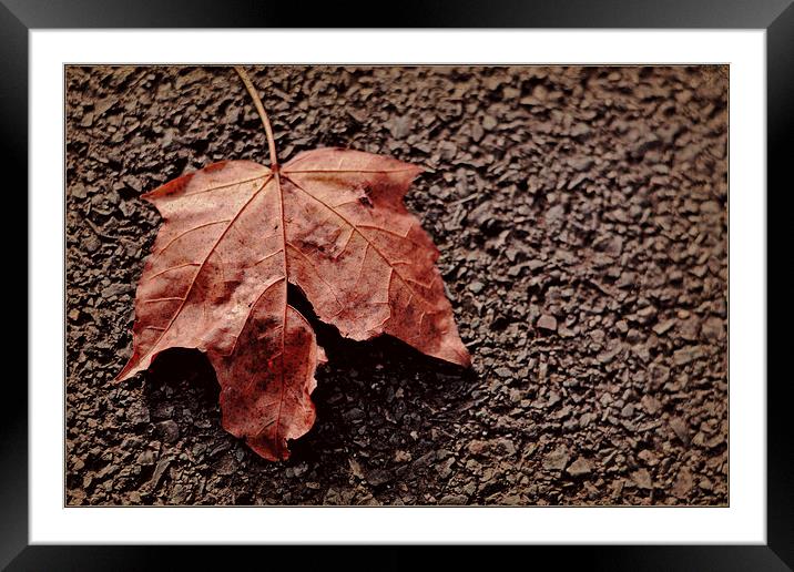 Autumn leave Framed Mounted Print by Nadeesha Jayamanne