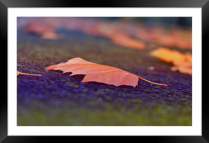 Autumn beauty V Framed Mounted Print by Nadeesha Jayamanne