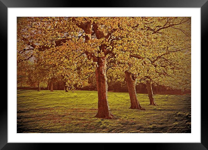 Autumn beauty VI Framed Mounted Print by Nadeesha Jayamanne