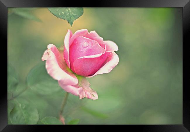 Little pink rose!! Framed Print by Nadeesha Jayamanne