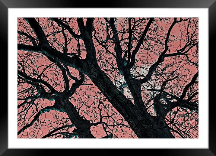 Art of trees Framed Mounted Print by Nadeesha Jayamanne