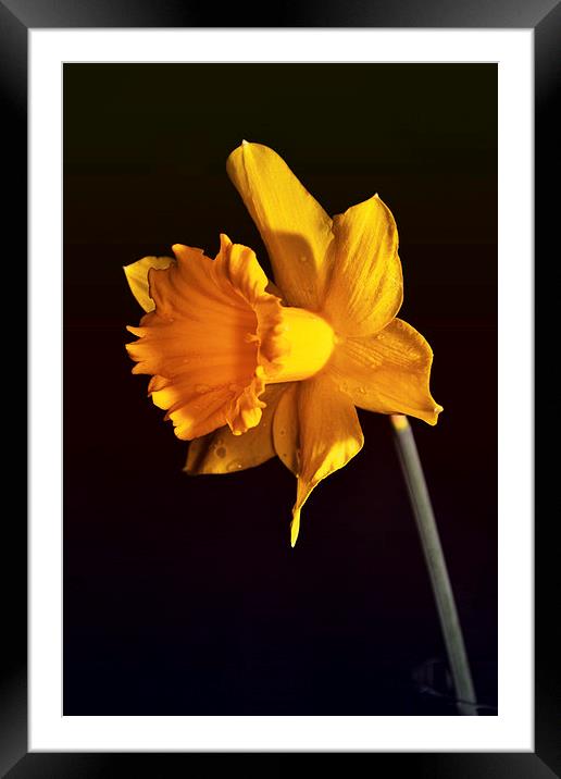 Daffodil. Framed Mounted Print by Nadeesha Jayamanne