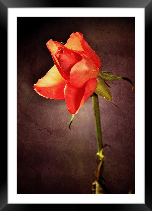 Rose III Framed Mounted Print by Nadeesha Jayamanne