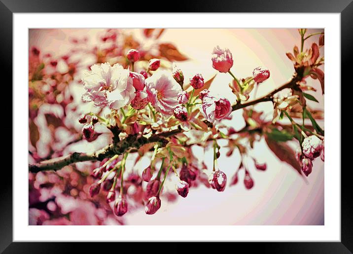 Cherry Blossoms VII Framed Mounted Print by Nadeesha Jayamanne