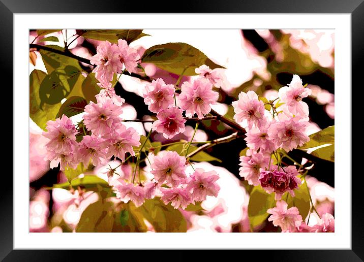 Cherry Blossoms VIII Framed Mounted Print by Nadeesha Jayamanne