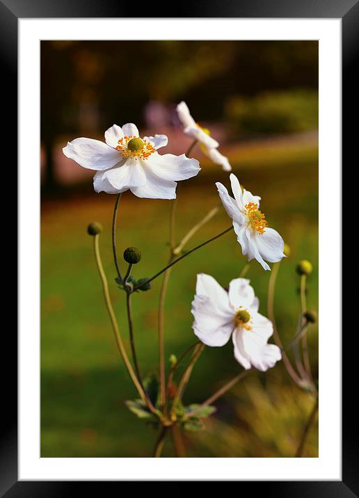  White flowers!! Framed Mounted Print by Nadeesha Jayamanne