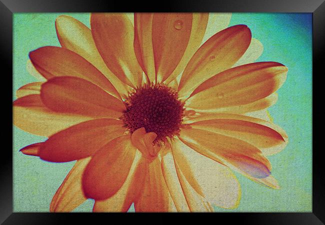  Yellow daisy Framed Print by Nadeesha Jayamanne
