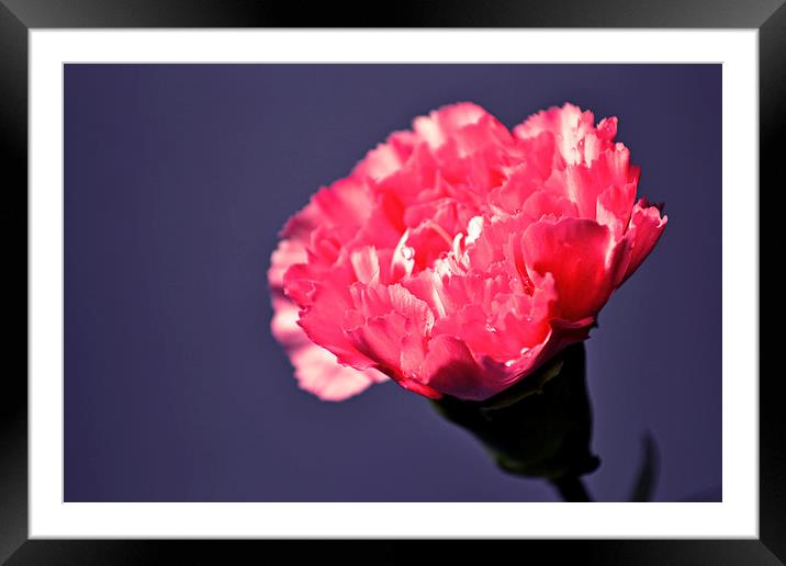 Pink carnation Framed Mounted Print by Nadeesha Jayamanne