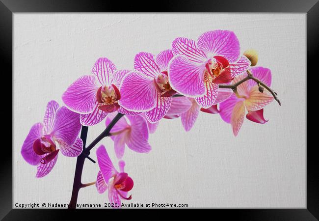 Orchids!  Framed Print by Nadeesha Jayamanne