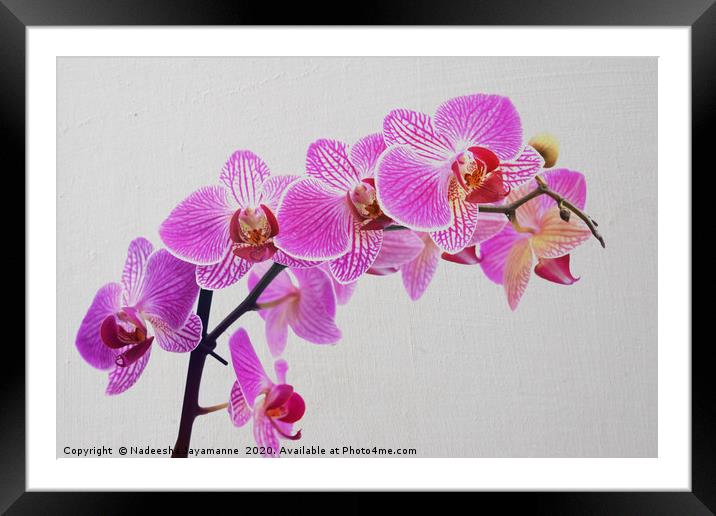 Orchids!  Framed Mounted Print by Nadeesha Jayamanne