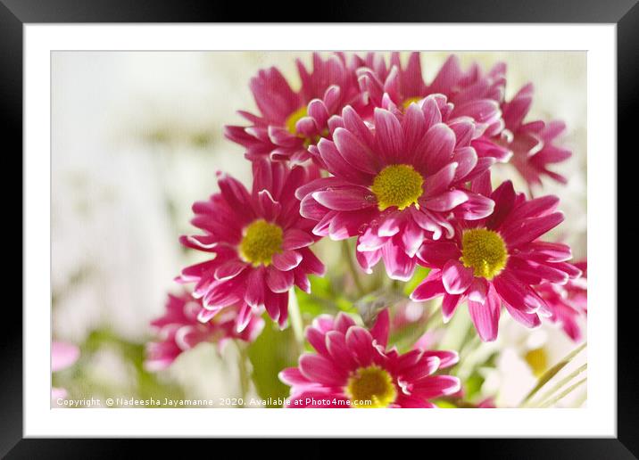 Daisy flowers!  Framed Mounted Print by Nadeesha Jayamanne