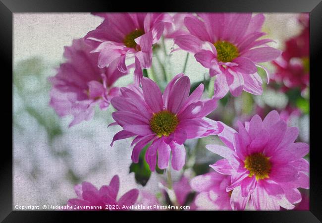 Daisies!  Framed Print by Nadeesha Jayamanne