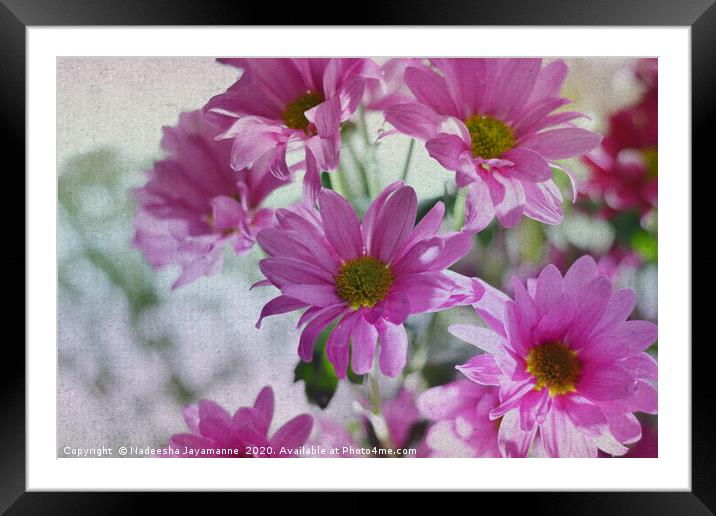 Daisies!  Framed Mounted Print by Nadeesha Jayamanne