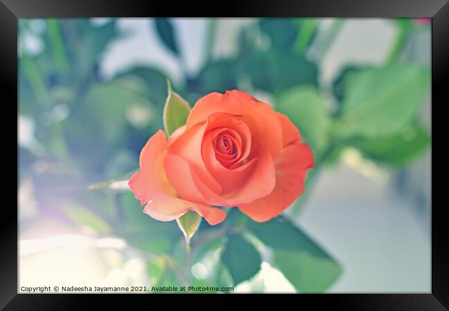 Rose! Framed Print by Nadeesha Jayamanne