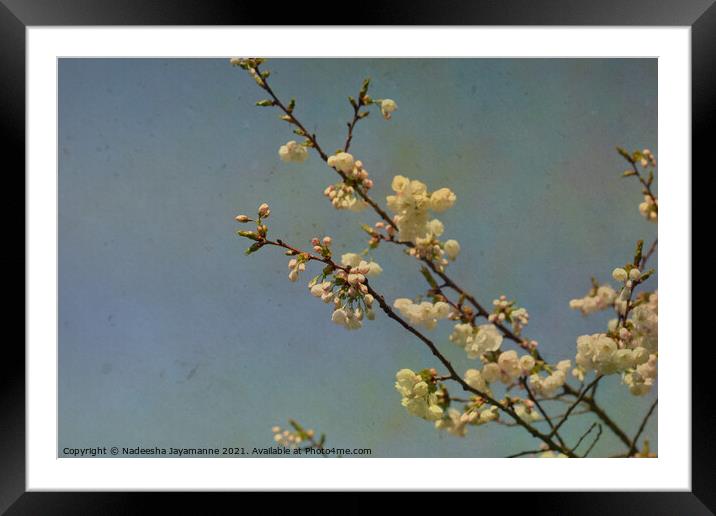 Cherry blossoms! Framed Mounted Print by Nadeesha Jayamanne