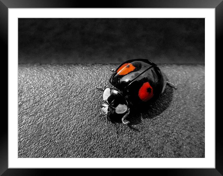 Black Ladybird with Red Spots Framed Mounted Print by Jon Mills