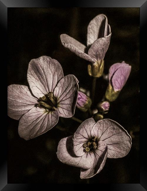Purple flowers Framed Print by Jon Mills