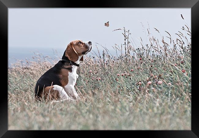 The Beagle Framed Print by David Saunders