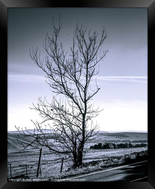Tree Framed Print by Colin Keown