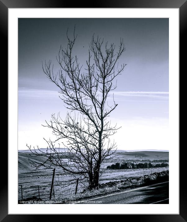 Tree Framed Mounted Print by Colin Keown