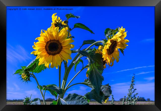 Wild Sunflowers Framed Print by Colin Keown