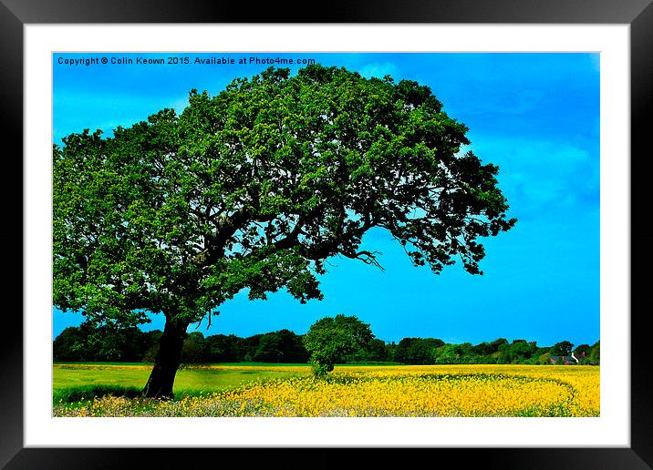  Rapeseed Field Framed Mounted Print by Colin Keown