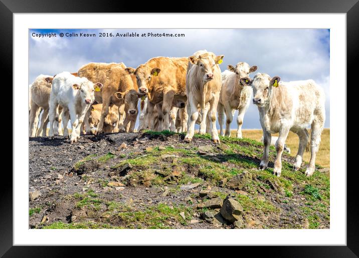 Curious Cows, on a hill! Framed Mounted Print by Colin Keown