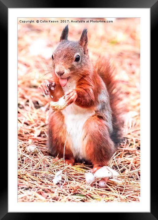 Red Squirrel Framed Mounted Print by Colin Keown