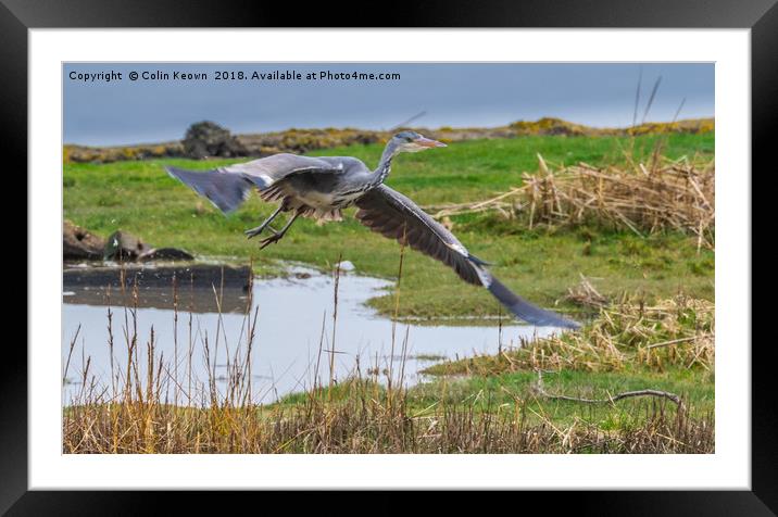 Heron in Flight Framed Mounted Print by Colin Keown