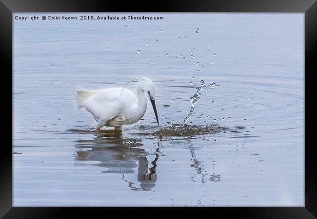 Egret water figure Framed Print by Colin Keown