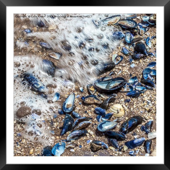 SEA SHELLS Framed Mounted Print by Colin Keown