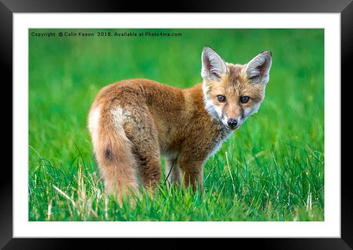 Startled Fox Framed Mounted Print by Colin Keown