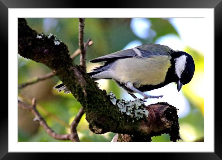 Great Tit, Parus major Framed Mounted Print by Bryan 4Pics